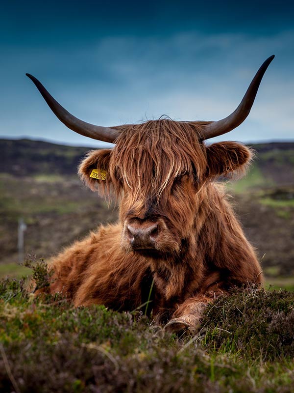 Great Wildlife - Craigmoss Highland Homes